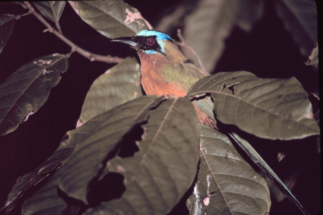 A motmot bird who thought he'd found a quiet place to roost for the night