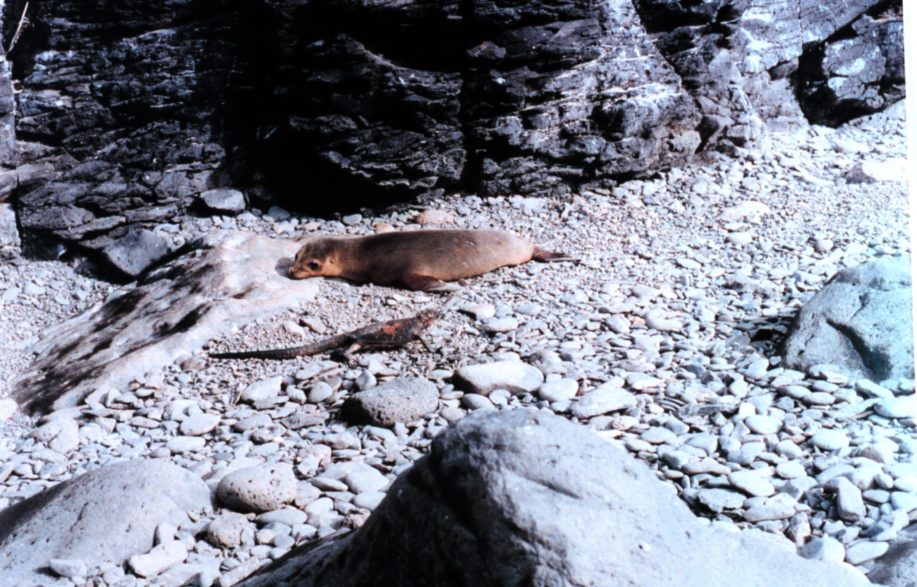 Galapagos sea lion - Zalophus californianus wollebacki and a marine iguana -Amblyrhynchus cristatus
