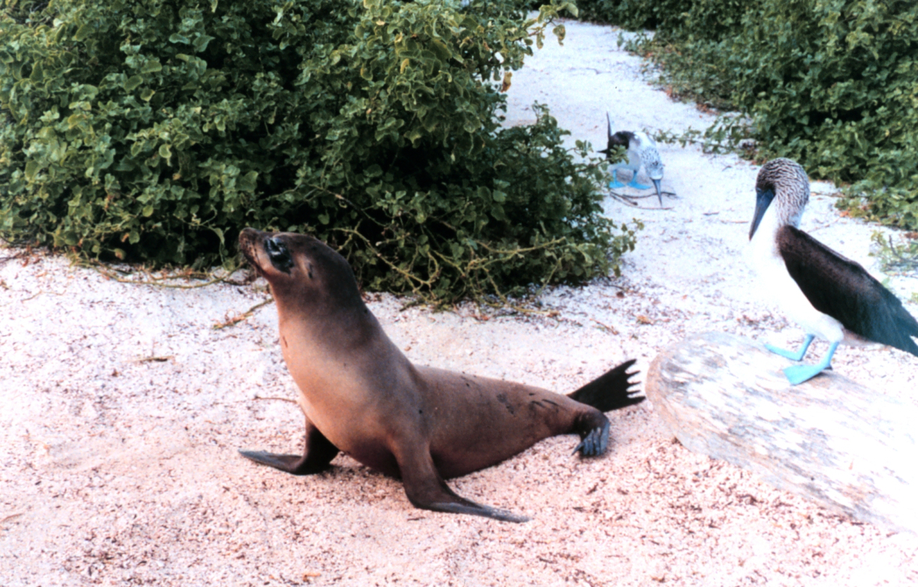 Galapagos sea lion - Zalophus californianus wollebacki and blue-footed booby -Sula nebouxii