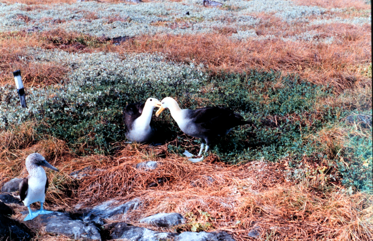 A blue-footed booby - Sula nebouxii and nesting waved albatross - Diomedeairrorata