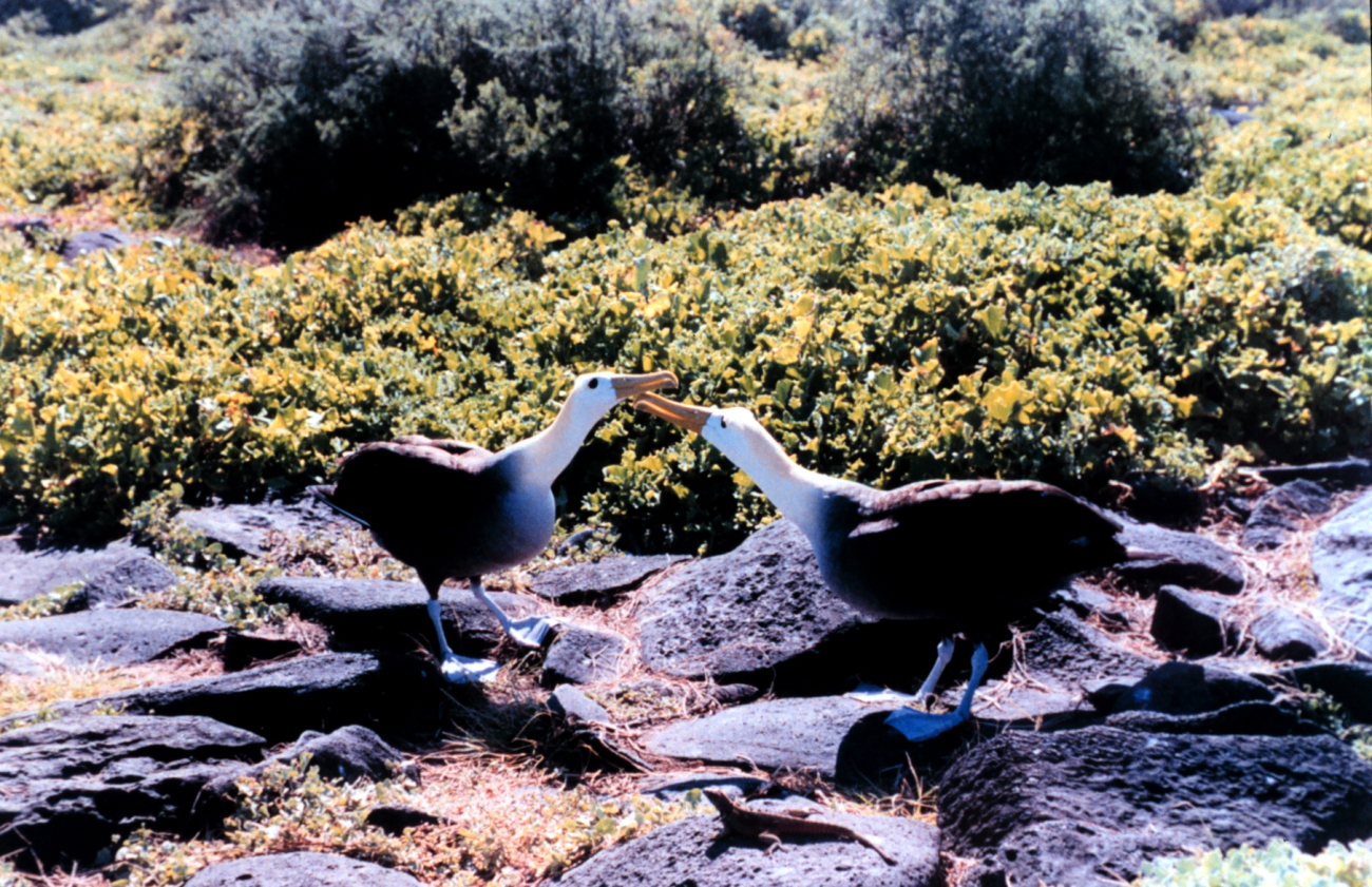 Waved albatross - Diomedea irrorata