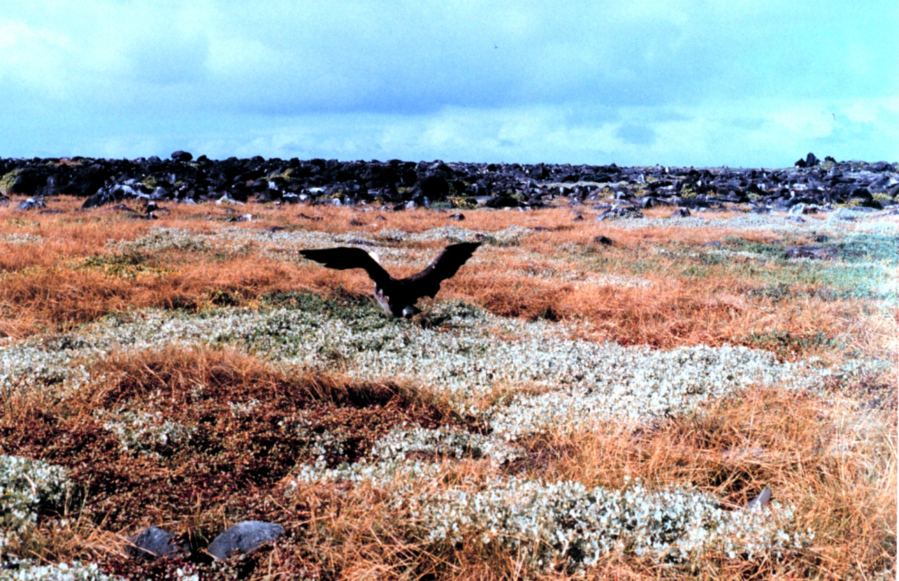 Waved albatross - Diomedea irrorata - taking off