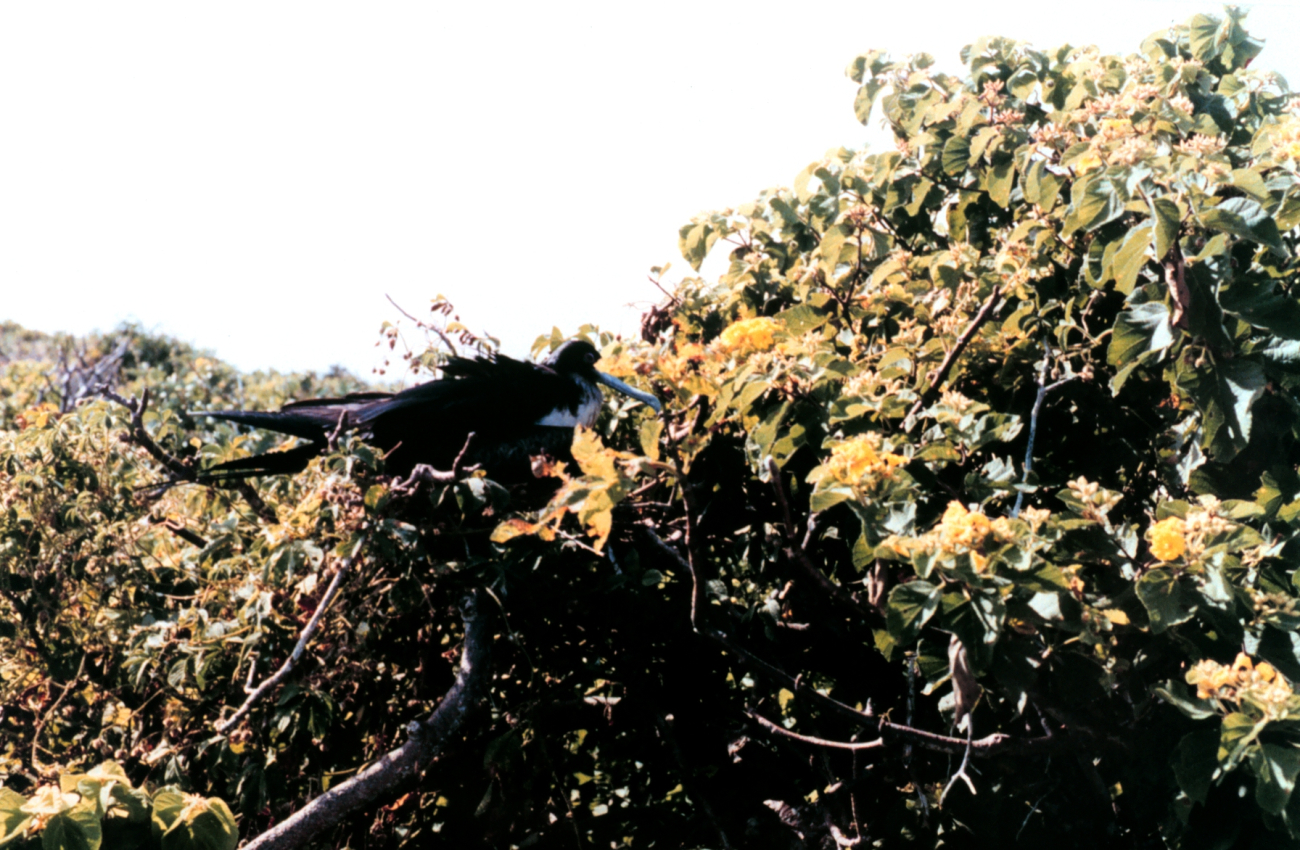 Frigate bird - Fregata magnificens