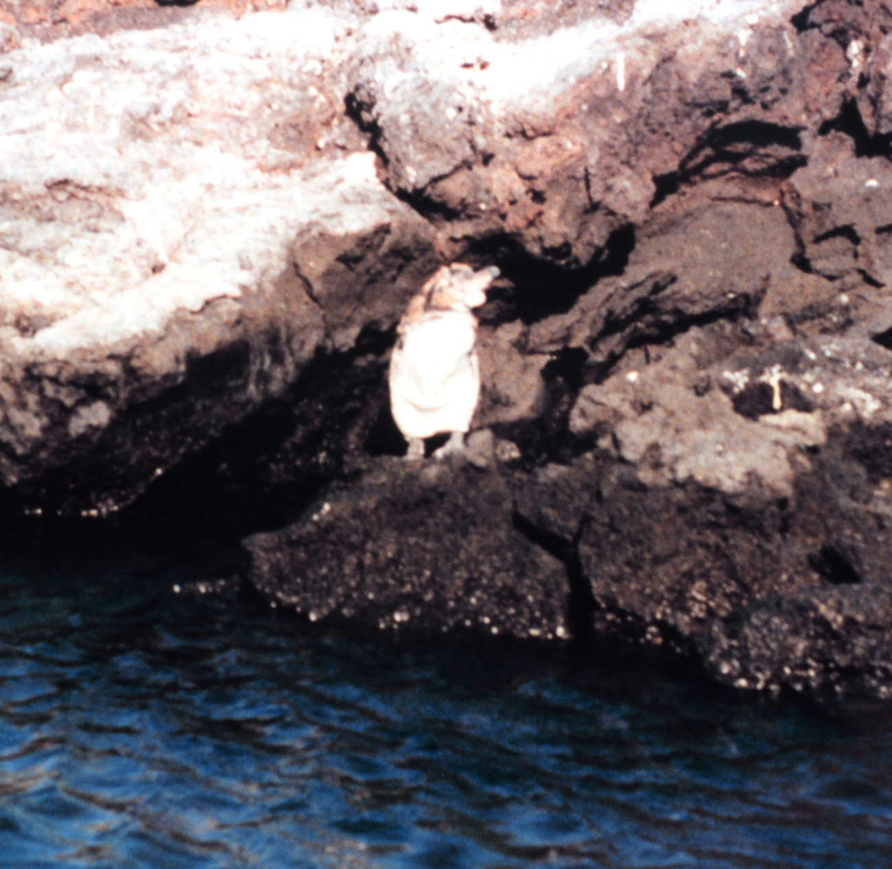 A Galapagos penguin - Spheniscus mendiculus