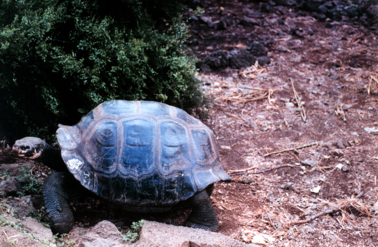 Tortoise at the Charles Darwin Scientific Station