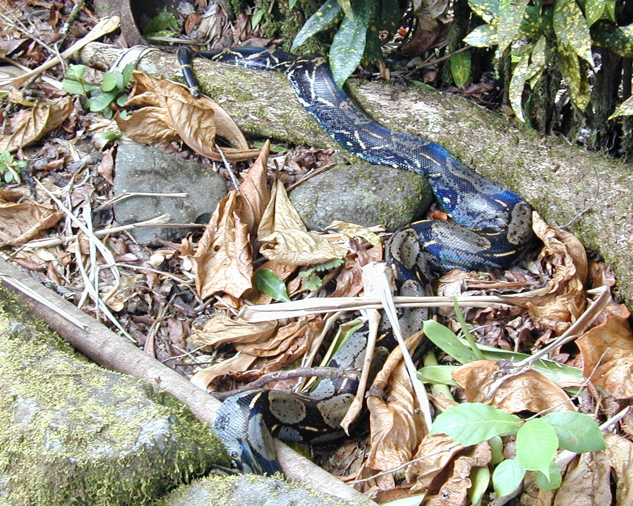 A wild boa constrictor at Isla Gorgona