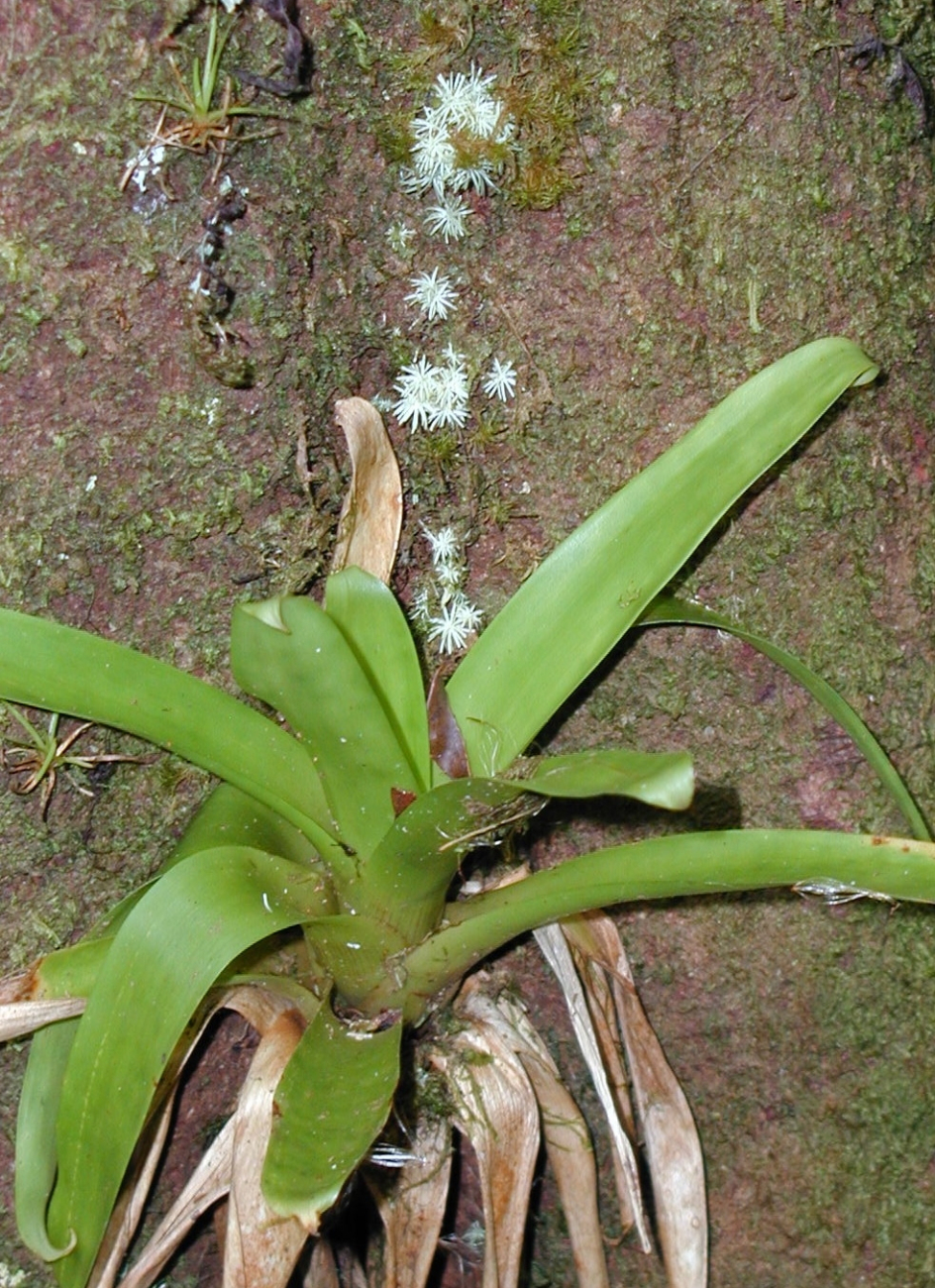 Epiphytes in the jungle at Isla Cocos