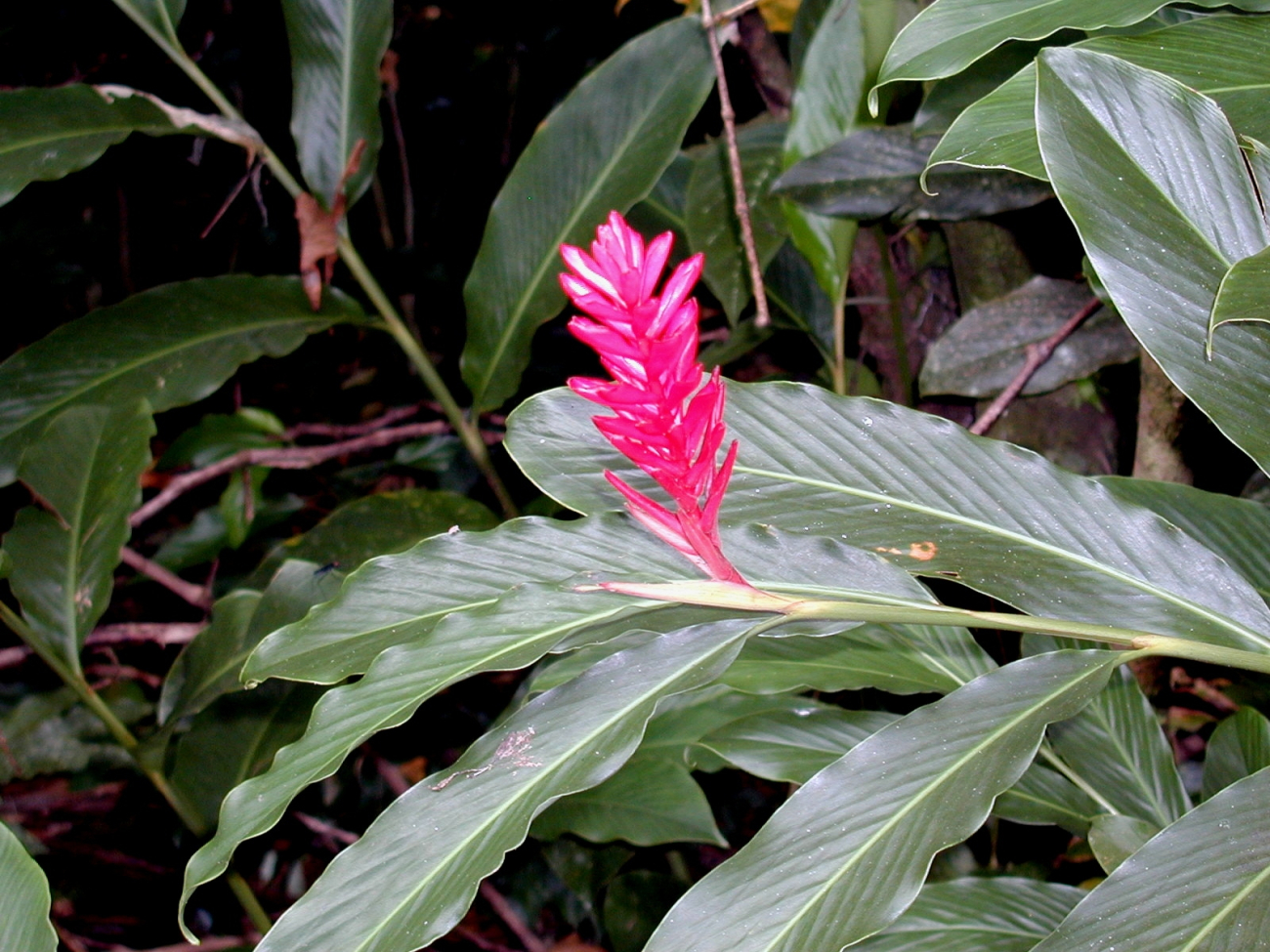 A ginger flower at Isla Gorgona