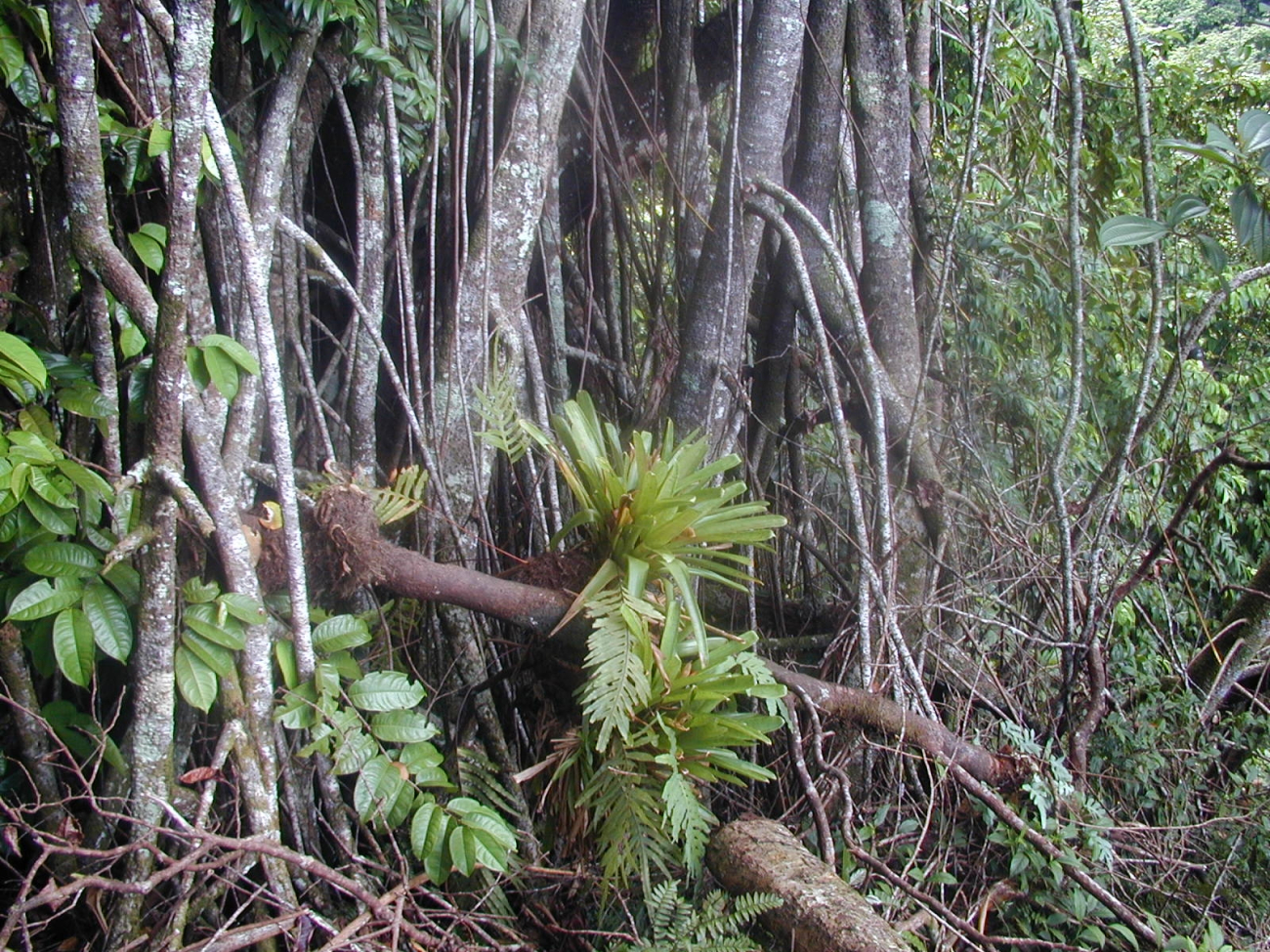 Prop roots and epiphytes in the jungle on Isla Cocos
