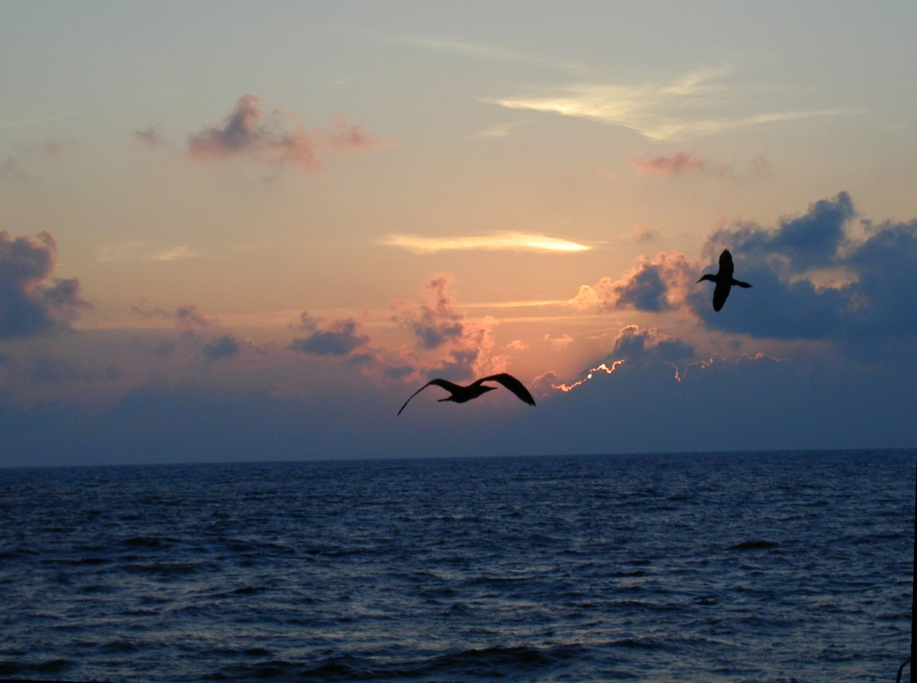 Sunset and birds at Clipperton Island