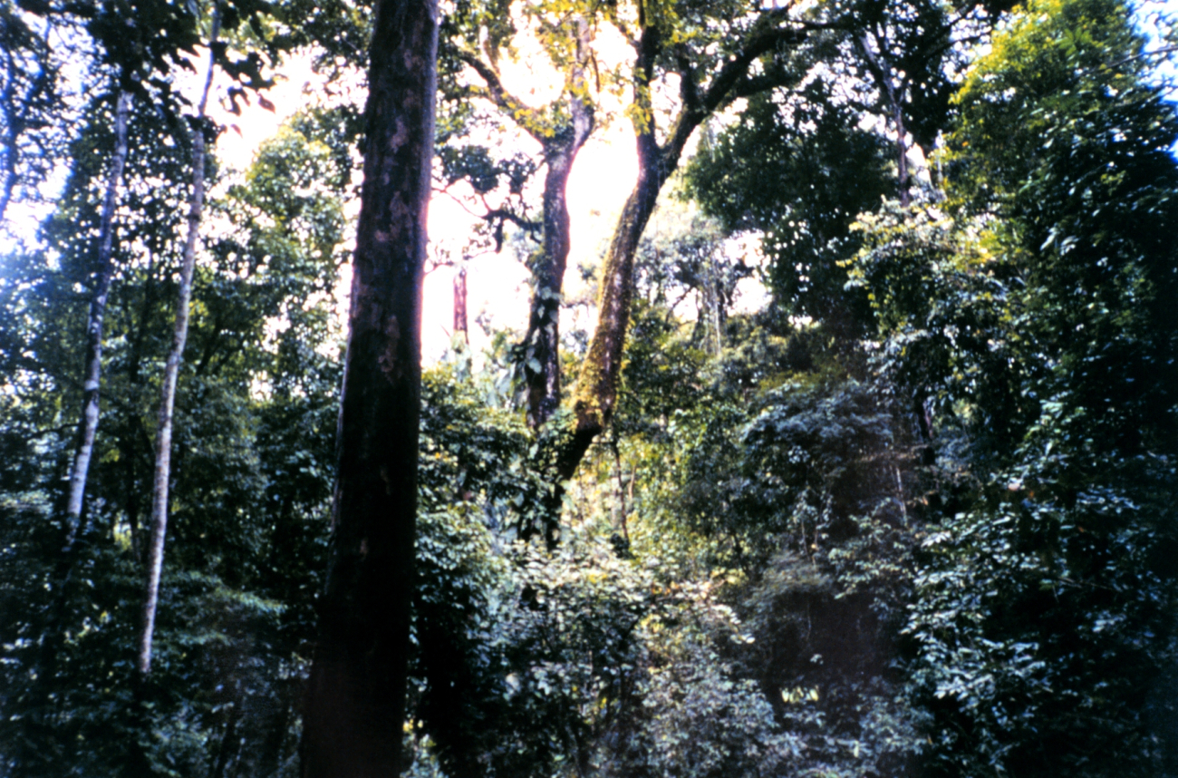 Part of the Costa Rican rain forest at the Carara Biological Reserve