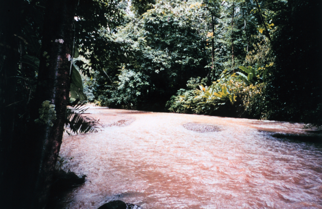 A jungle river in the Costa Rican rain forest at the Carara Biological Reserve