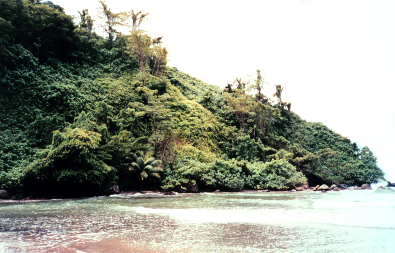 Jungle and rocky headland on Isla Cocos