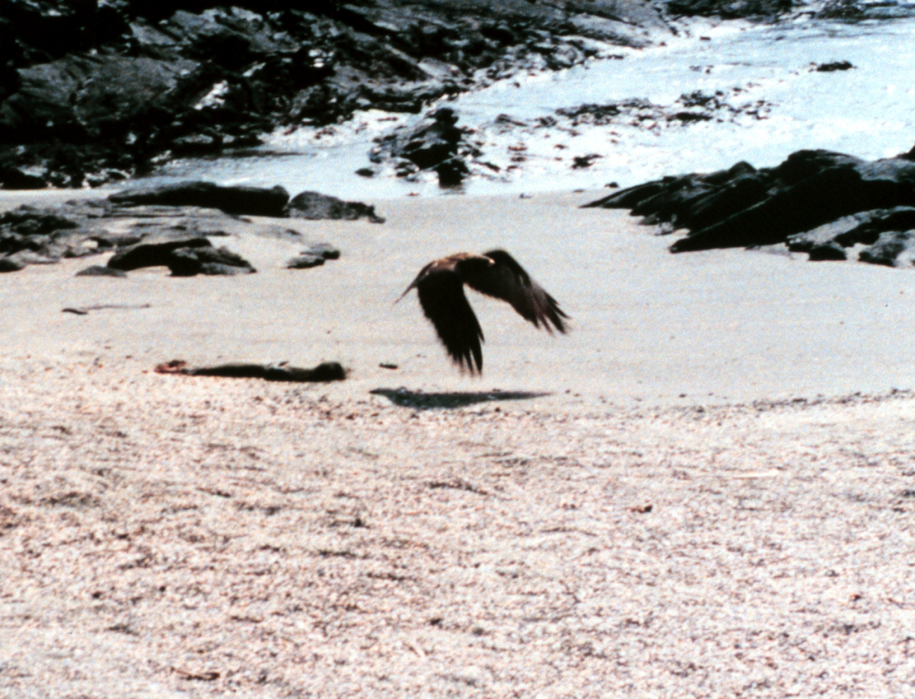 Galapagos hawk