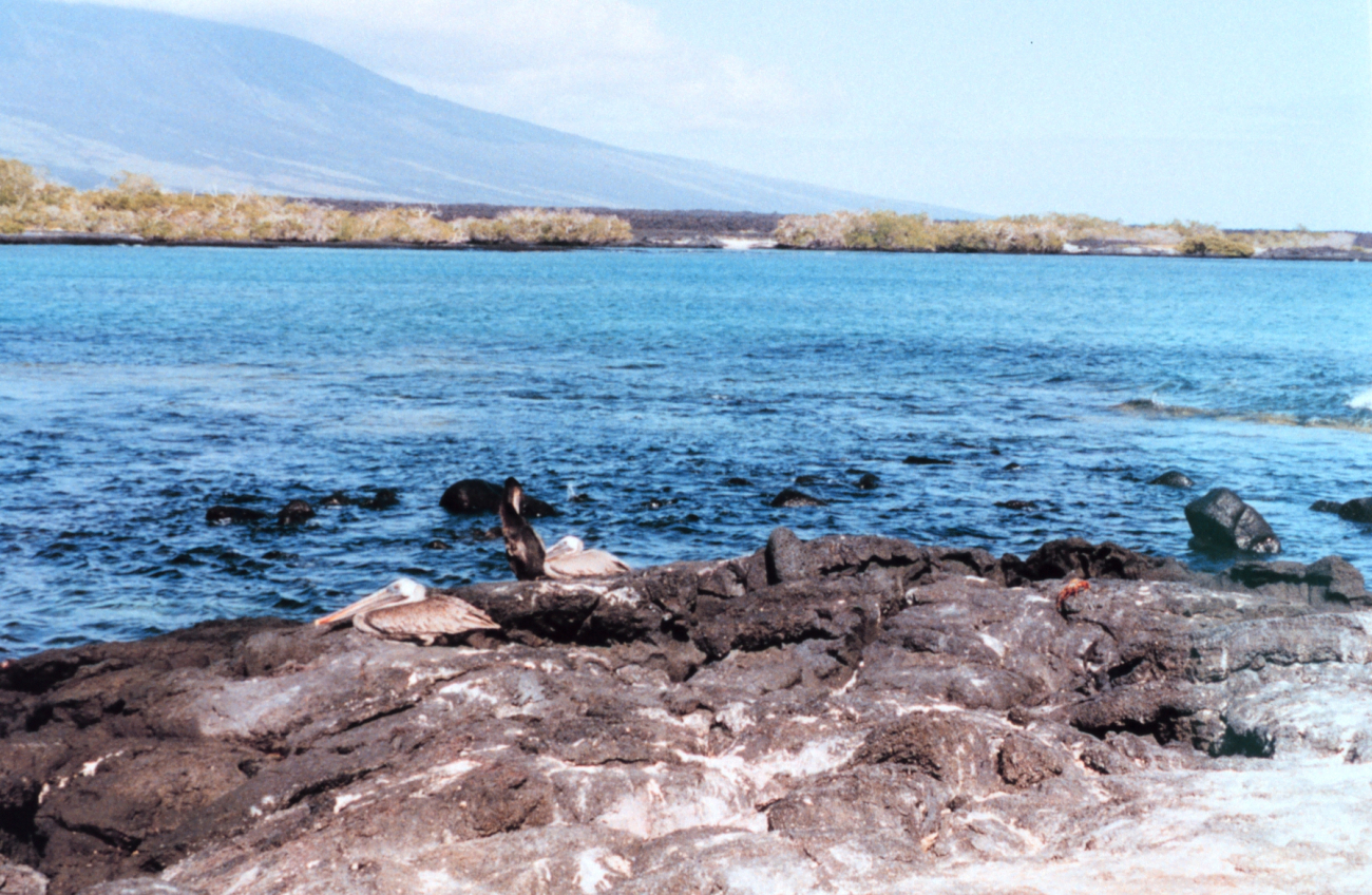 Pelicans and cormorant