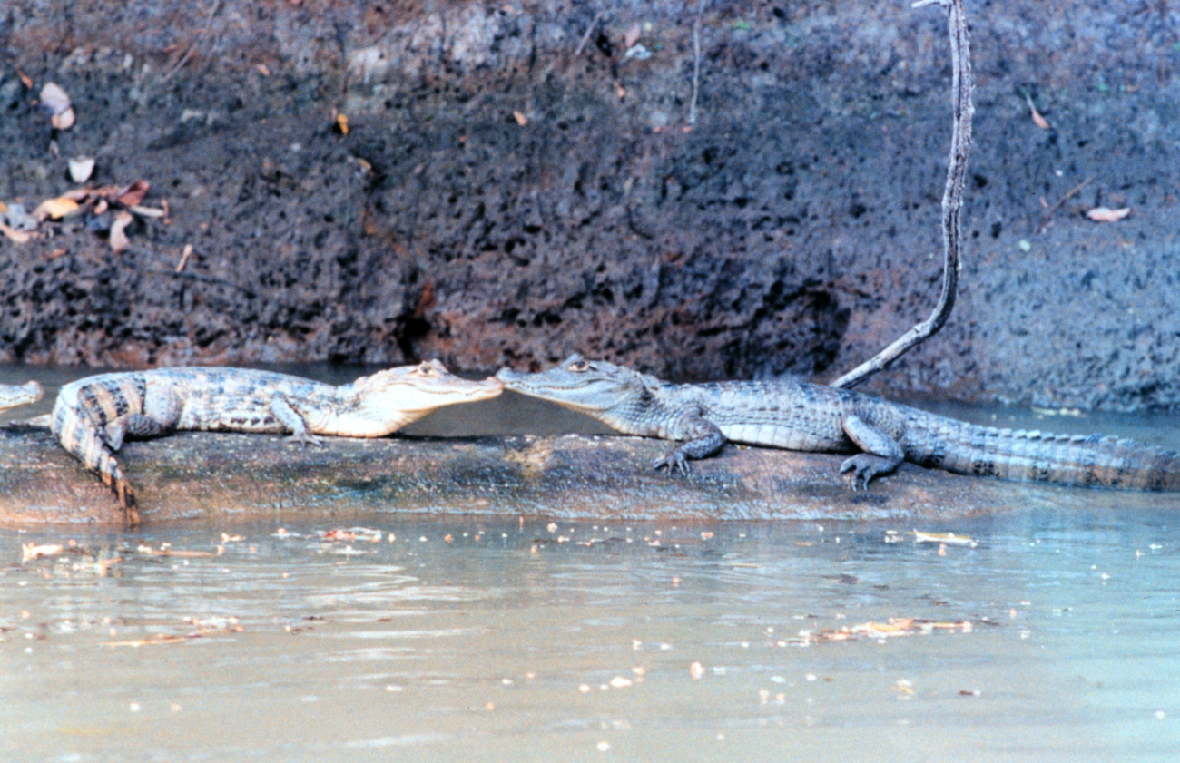 Cayman - Caiman crocodilus -  along a river bank