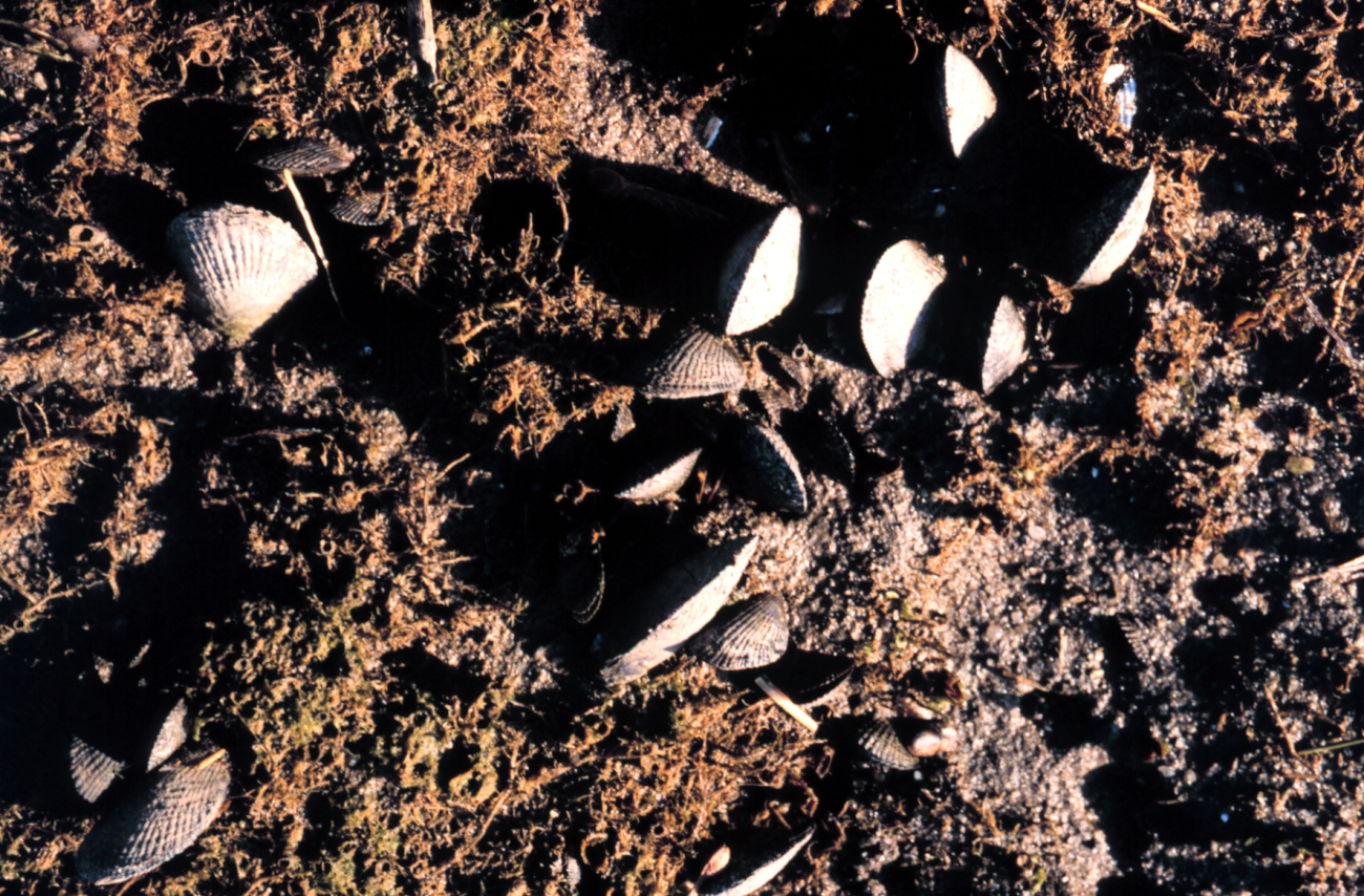 Waquoit Bay National Estuarine Research Reserve