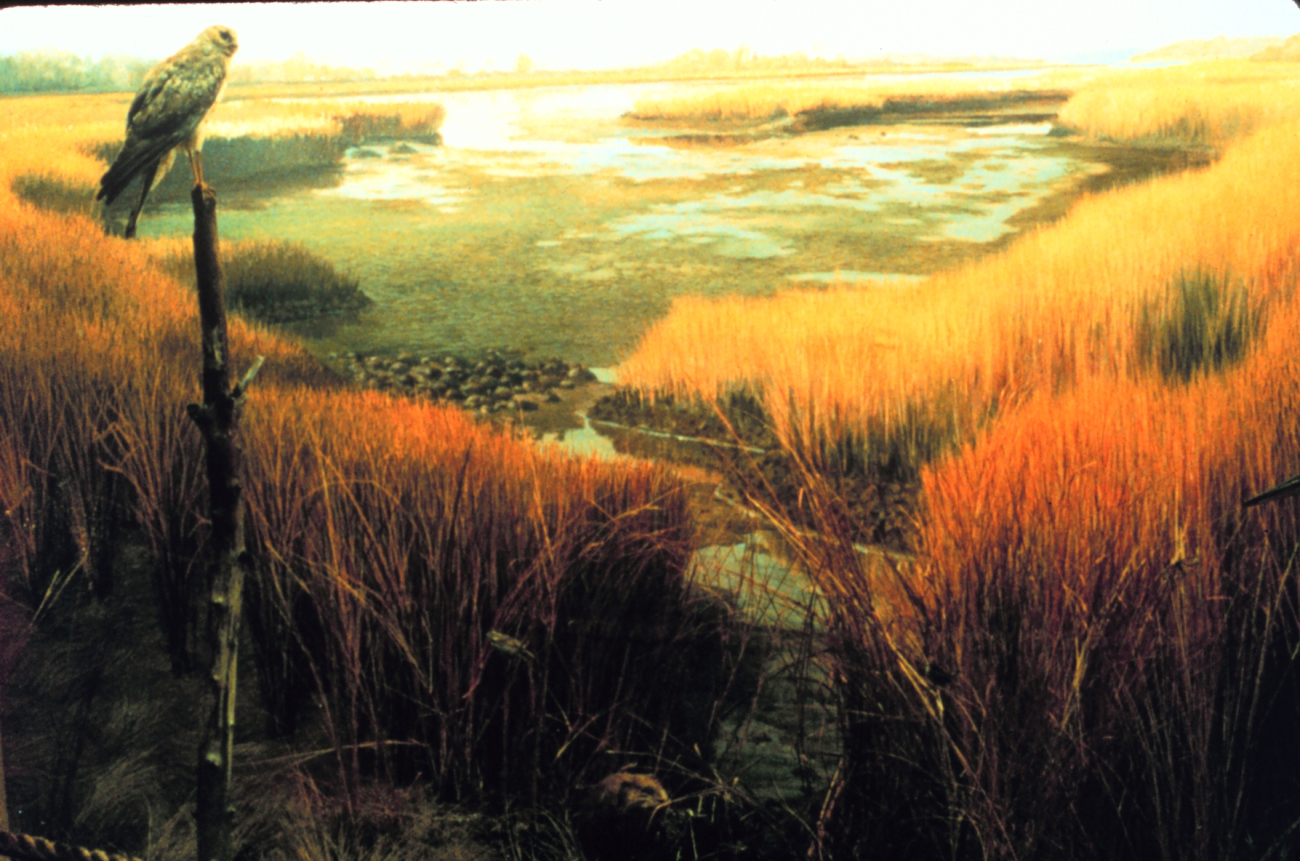 Narragansett Bay National Estuarine Research ReserveA mural of Loggeshall Cove is part of the exhibit at the NERR Learning Center