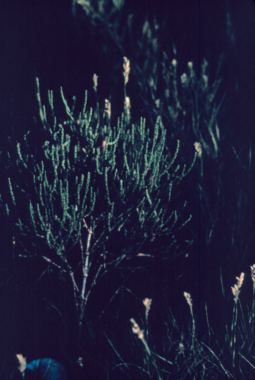 Narragansett Bay National Estuarine Research ReserveGlasswort - Salicornia europaea