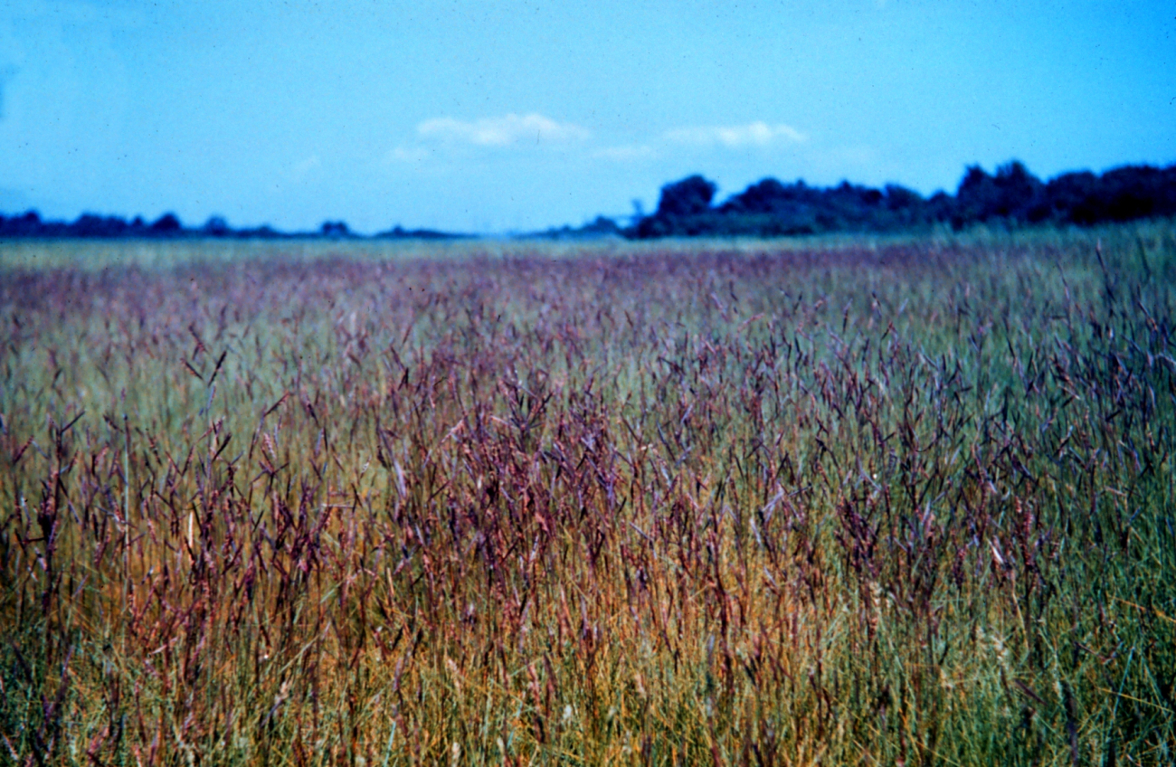 Narragansett Bay National Estuarine Research ReserveSaltmarsh cordgrass or marsh hay - Spartina patens