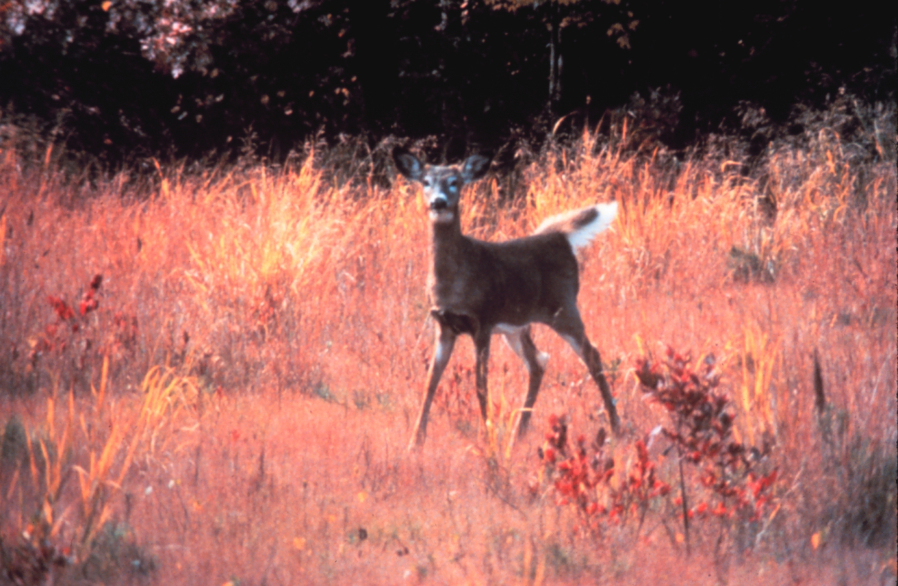 Narragansett Bay National Estuarine Research ReserveWhite-tailed deer - Odocoileus virginianus