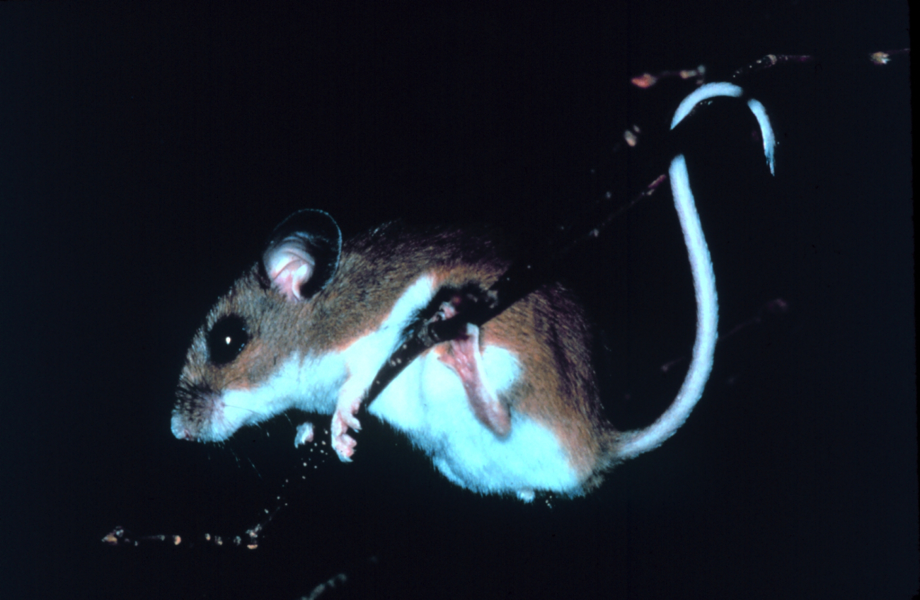 Narragansett Bay National Estuarine Research ReserveWhite-footed mouse - Peromyscus leucopus