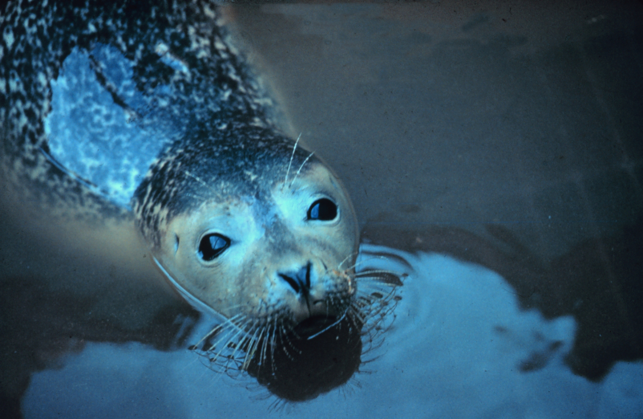 Narragansett Bay National Estuarine Research ReserveHarbor seal - Phoca vitulina