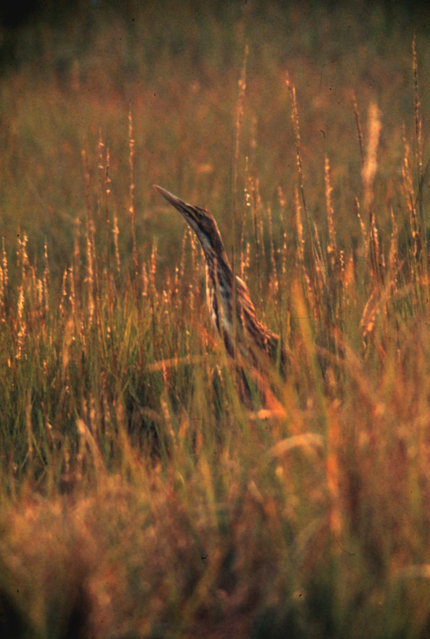 Narragansett Bay National Estuarine Research ReserveAn American bittern - Peromyscus leucopus