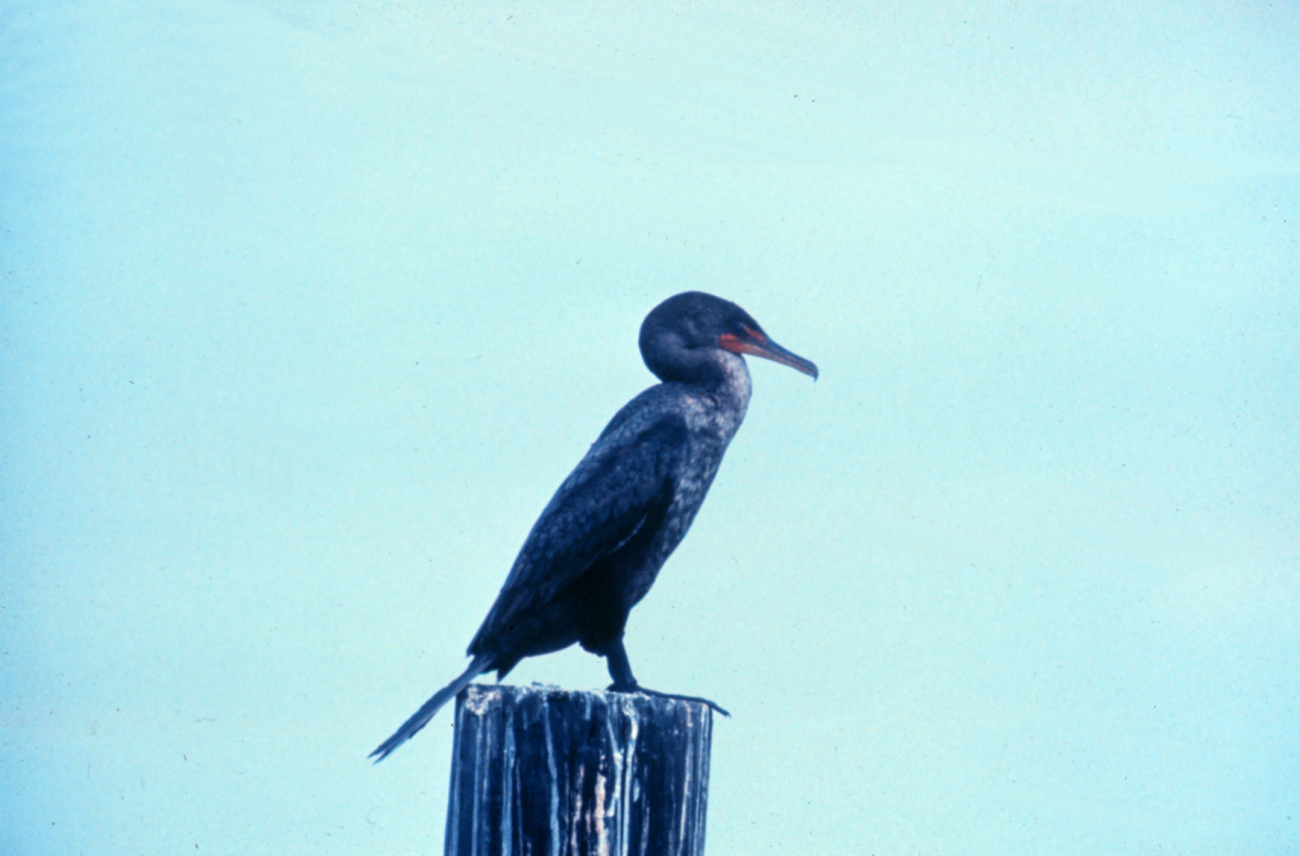 Narragansett Bay National Estuarine Research ReserveDouble-crested cormorant - Phalacrocorax auritus