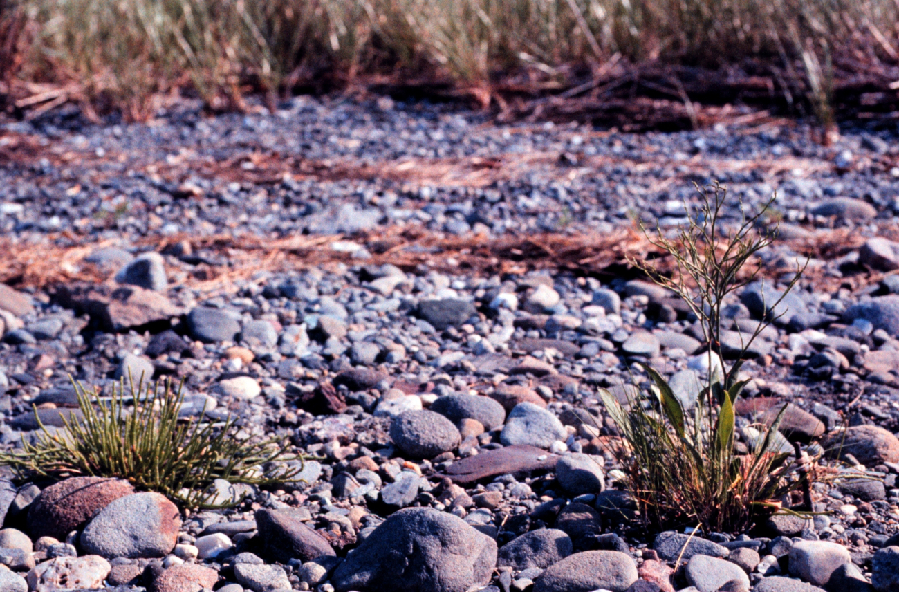 Narragansett Bay National Estuarine Research ReserveTransplanted marsh plants - Limonium nashii, sea lavender on left; Salicorniavirginica on right