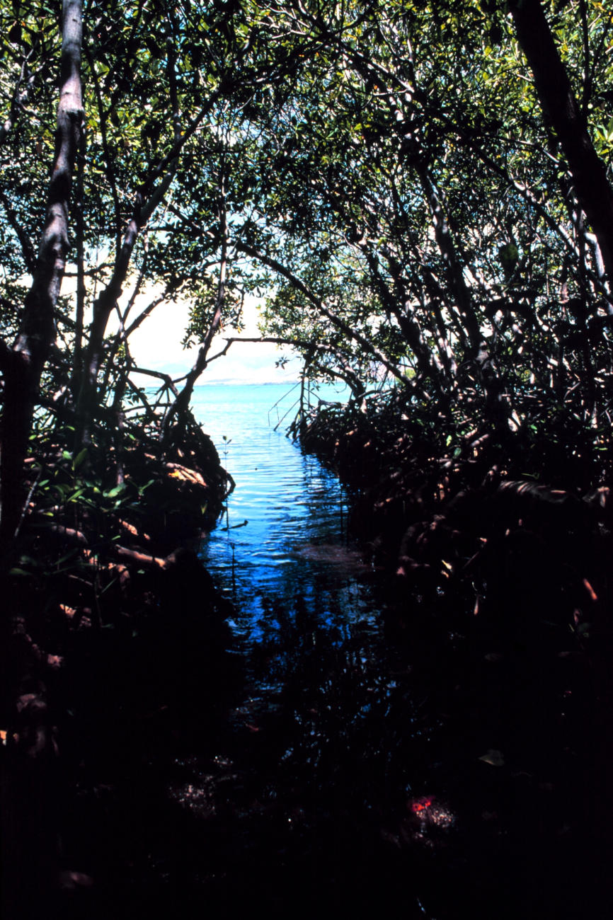 Jobos Bay National Estuarine Research Reserve