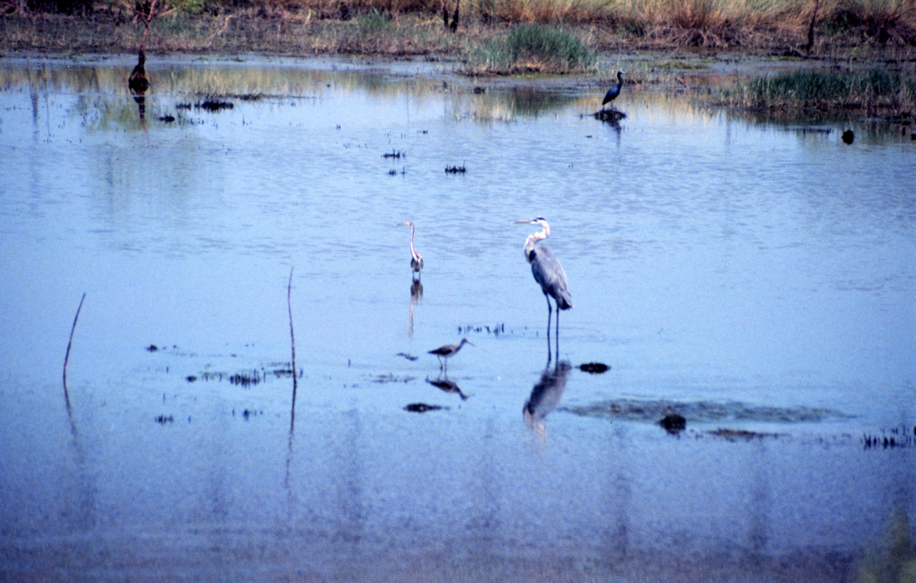 Grand Bay National Estuarine Research Reserve