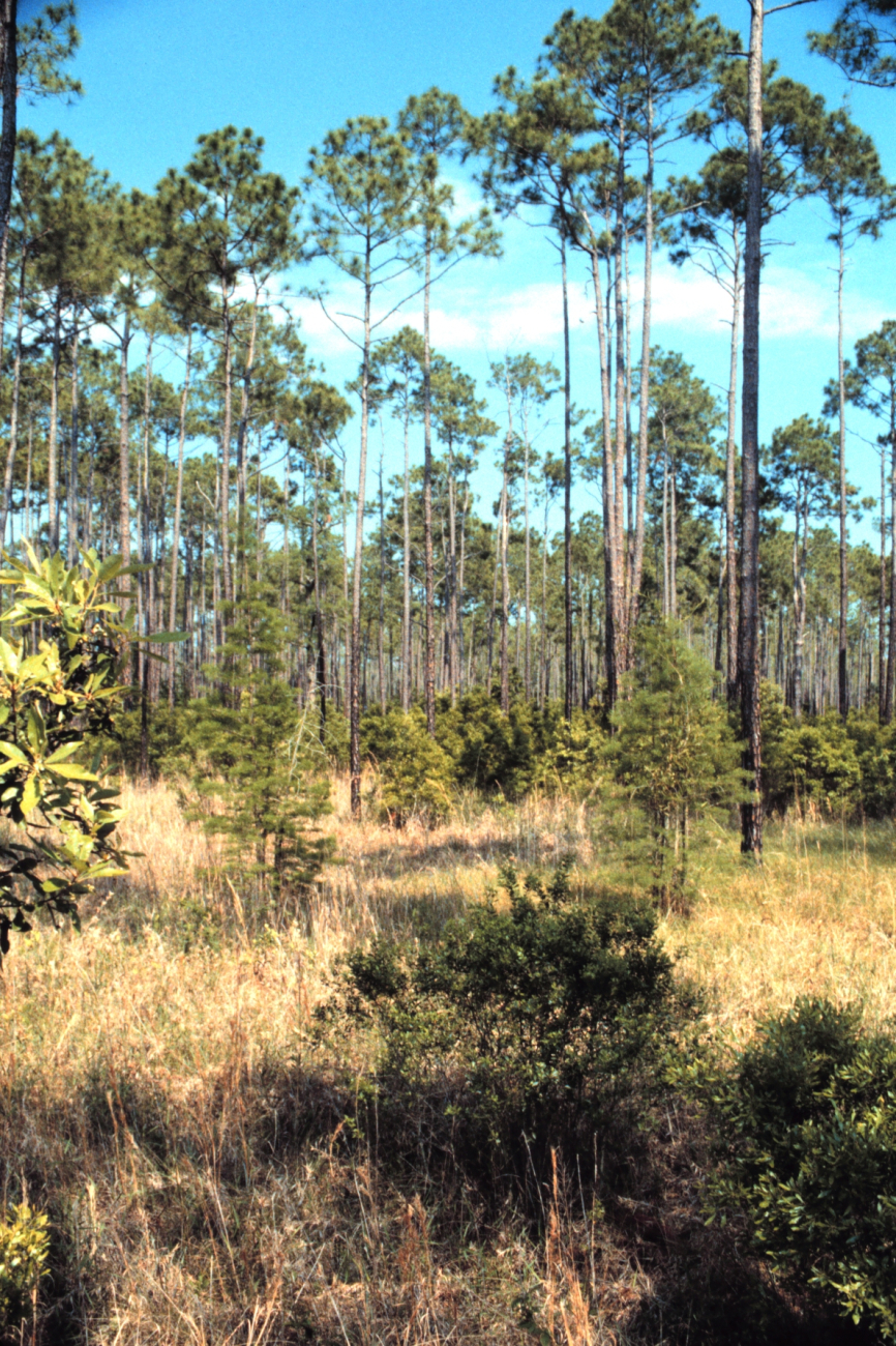 Grand Bay National Estuarine Research Reserve