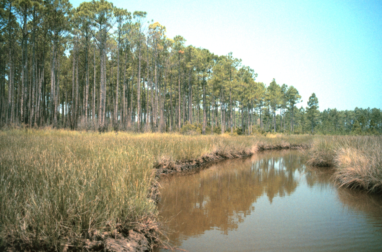 Grand Bay National Estuarine Research Reserve