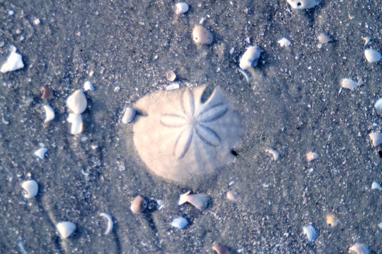 Sapelo Island National Estuarine Research Reserve