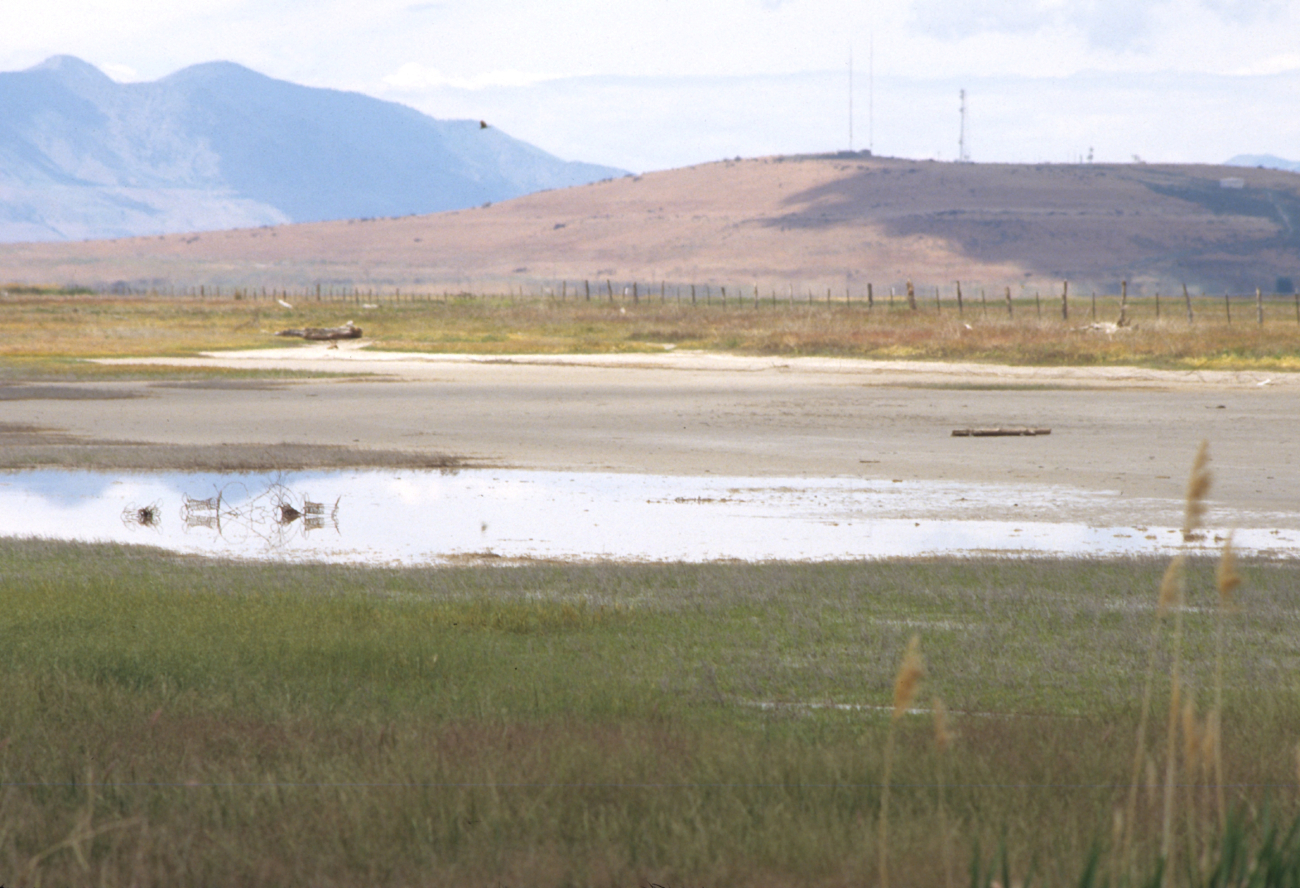 Water-bird habitat