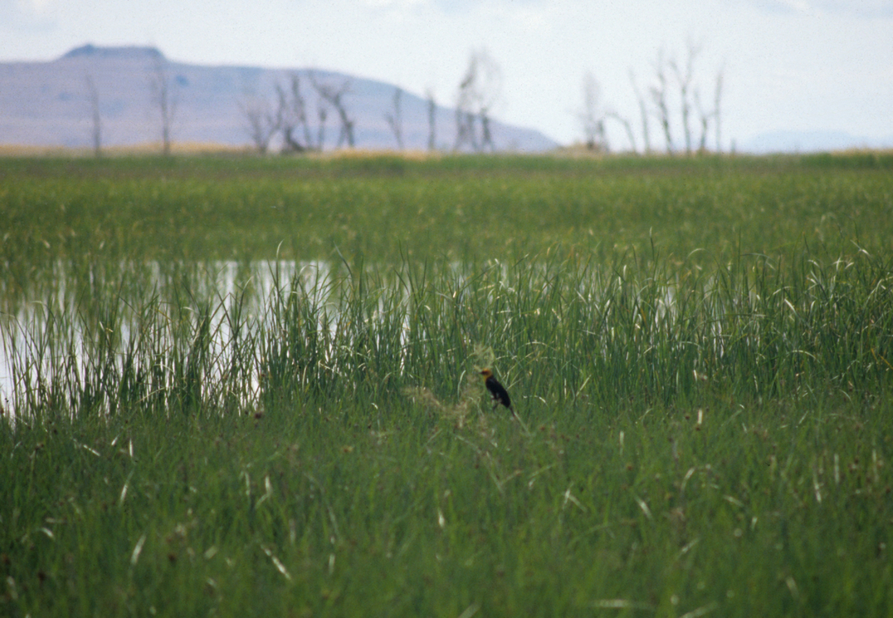 Yellow-headed black bird ( Xanthocephalus xanthocephalus)