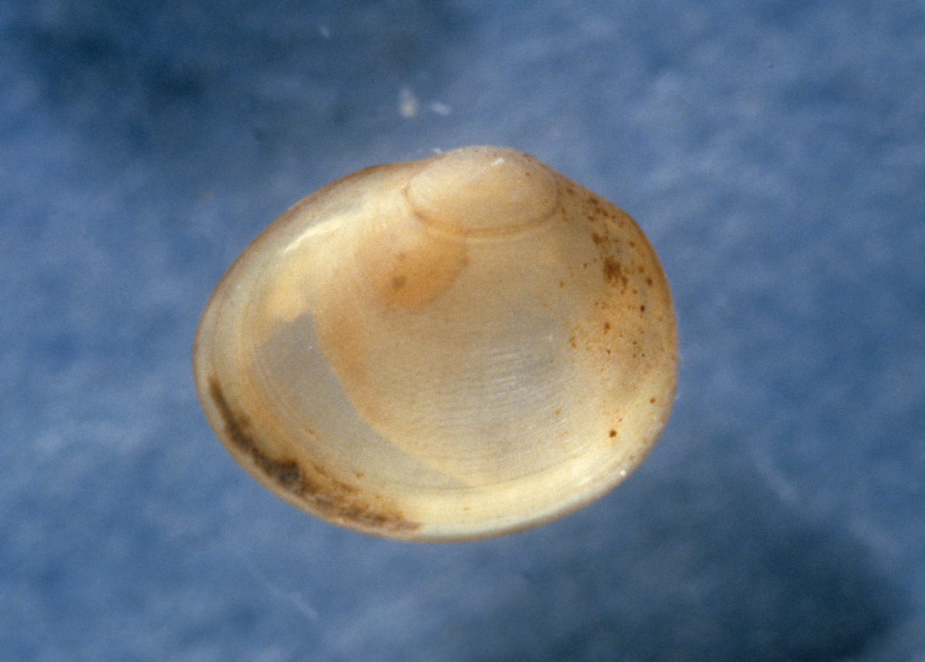 Clam (Musculium sp
