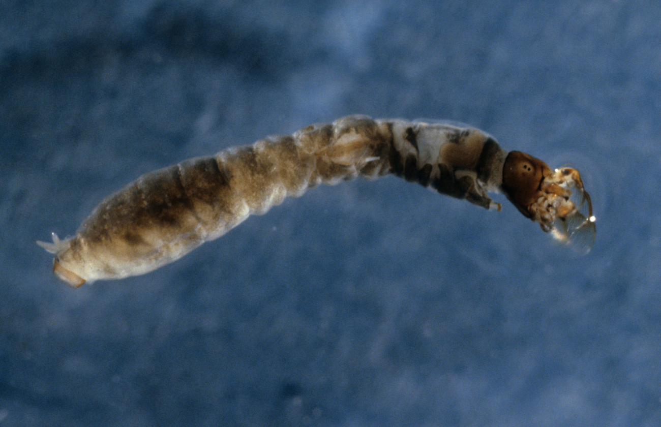 Black fly larva (Simulum sp
