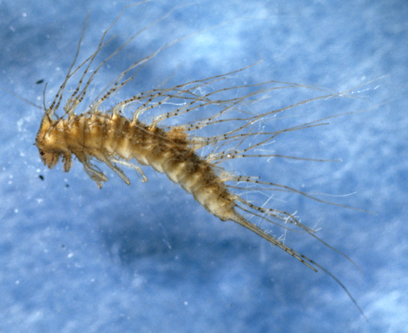 Beetle larva (Peltodytes sp