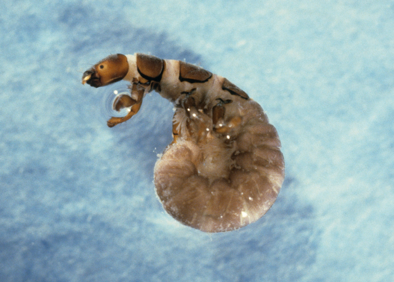 Caddis fly larva (Hydropsyche sp