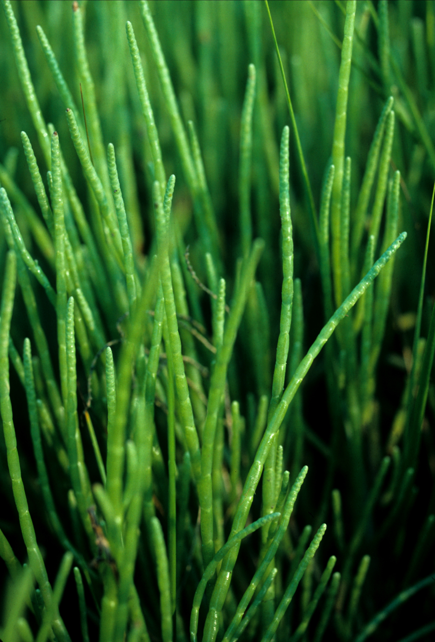 Close-up of salt marsh grass (Distichlis sp