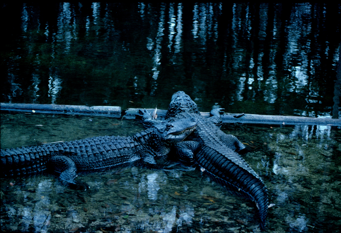 American alligators (Alligator mississippiensis)