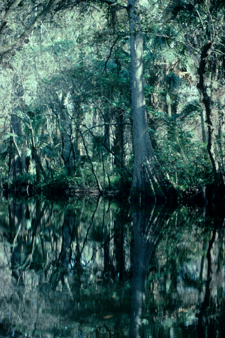Cypress hammock - high topography in generally swampy areas