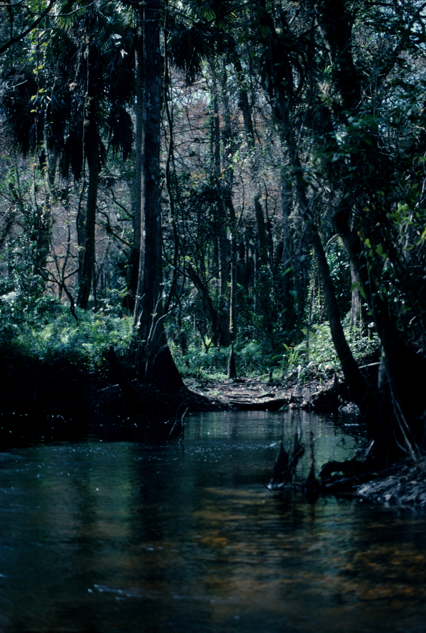 Cypress hammock - high topography in generally swampy areas