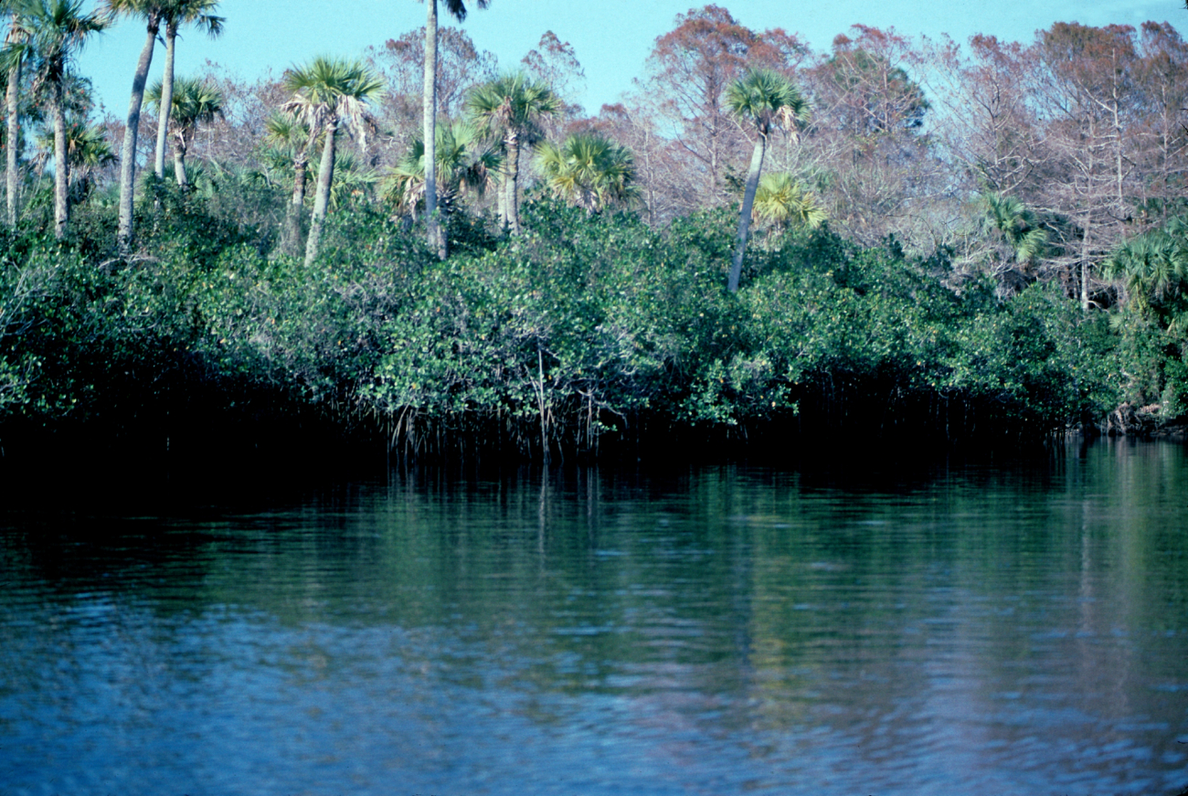 Mangrove habitat