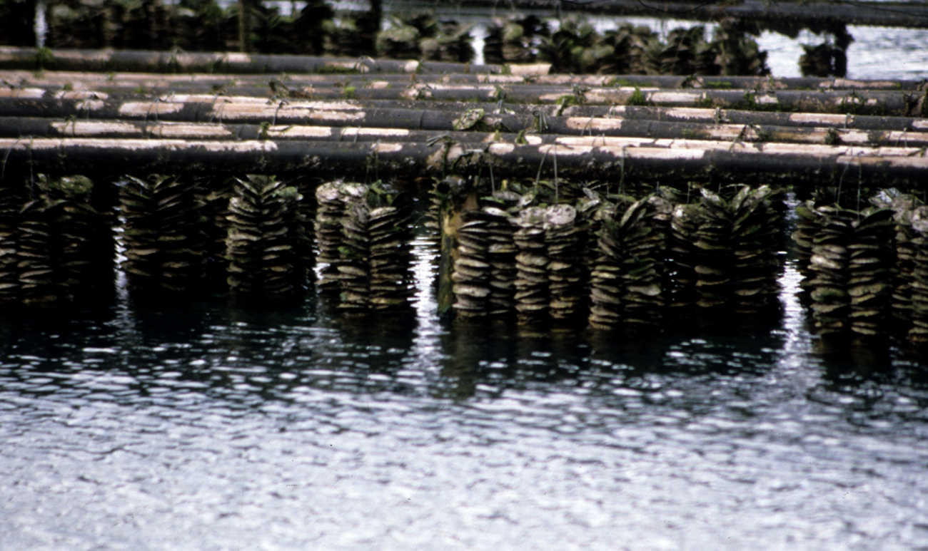 Oyster aquaculture on Eta-Jima Island