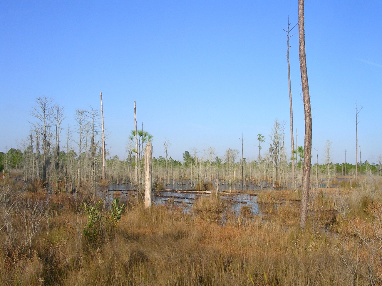 A freshwater marsh to the west of Bayou Heron Road at the Grand Bay NERR