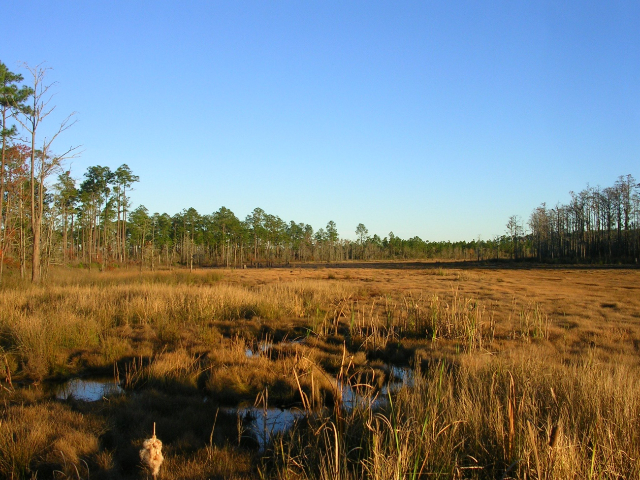 Facing south in Hawks' Marsh, a freshwater marsh within the Grand Bay NERRboundary
