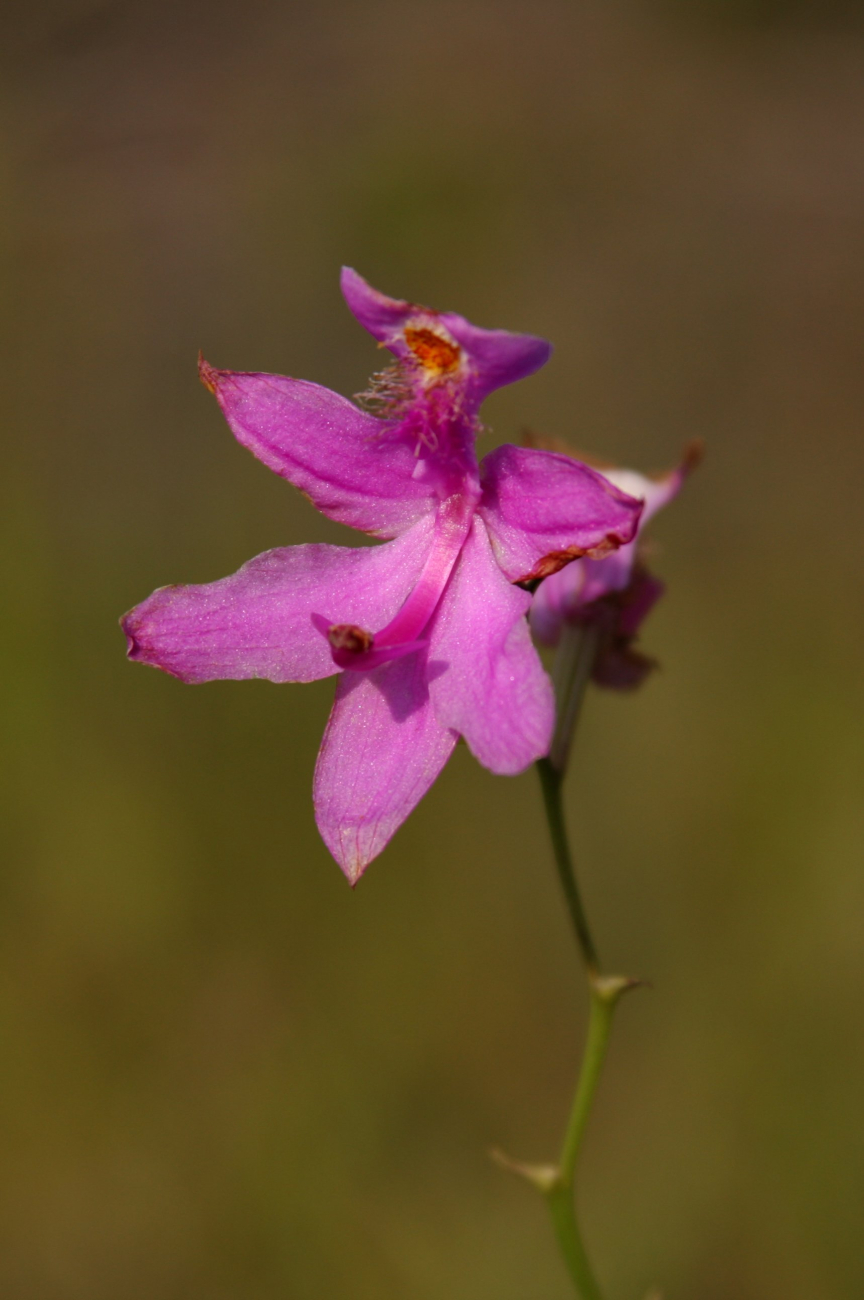 A Grassy Pink Orchid found in the Grand Bay Savanna